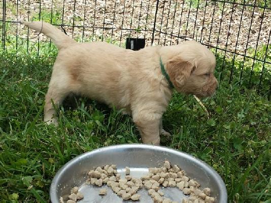 PoulaTo: LABRADOR